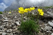 41 Papavero alpino (Papaver rhaetichum) nei macereti del Mandrone